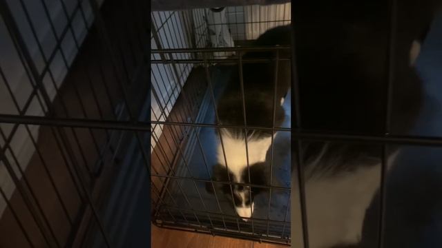 Приучение к клетке. Это 4 этап. Собака Ава смотреть онлайн