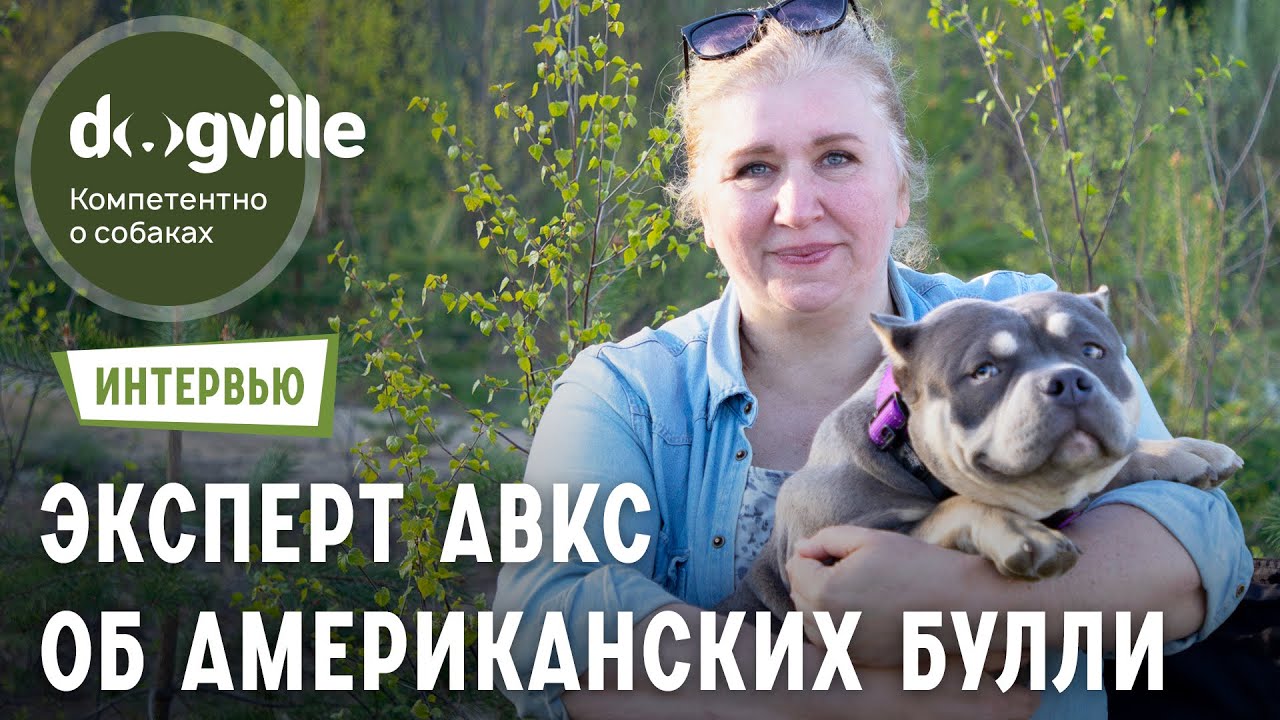 Эксперт ABKC - О породе Американский Булли смотреть онлайн