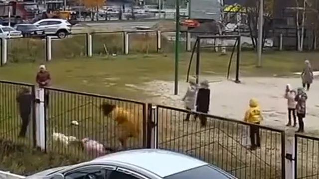 Питбуль чуть не загрыз школьницу смотреть онлайн