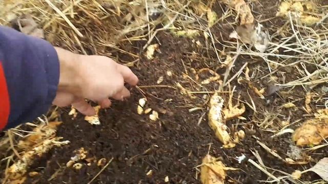 Калифорния кизил ёмгир чувалчанги 500000Сум смотреть онлайн