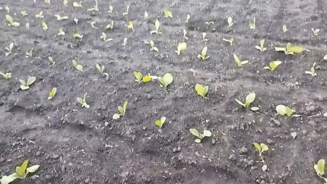 Табак и Совка 30 05 2023г смотреть онлайн