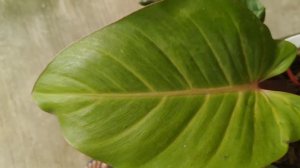 Philodendron Cherry Red