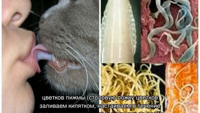 С какого возраста можно глистогонить котят в первый раз смотреть онлайн