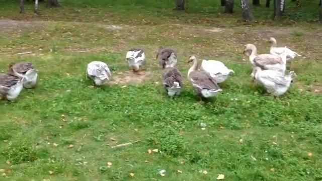 Холмогорские, Севастопольские и Тульские гусята. смотреть онлайн