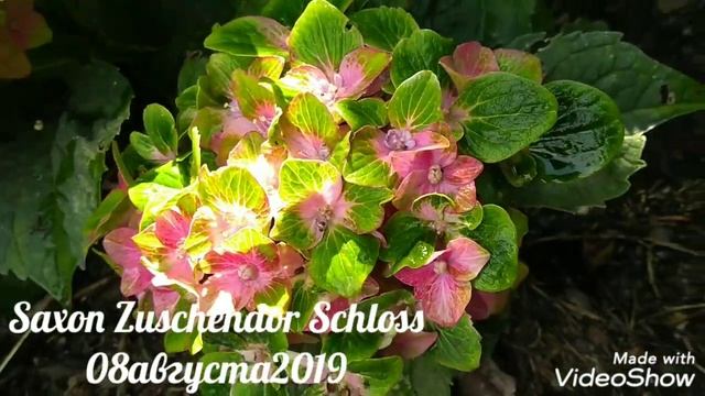 08августа2019 Крупнолистная Гортензия Saxon Zuschendor Schloss ✌️? смотреть онлайн
