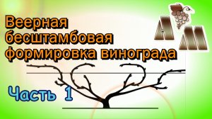 ? Веерная бесштамбовая формировка винограда (часть 1)