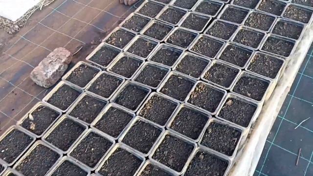 Осмотр первых всходов семенного подвоя яблони и груши. выращивание в горшках для ОГ. смотреть онлайн