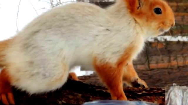 +100500 прикольная белка