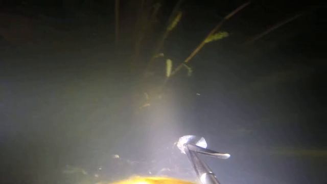 ночная охота на белого амура в пруду. смотреть онлайн