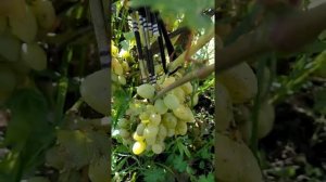 виноград сорт ЕЛЕНА. ФУРОР