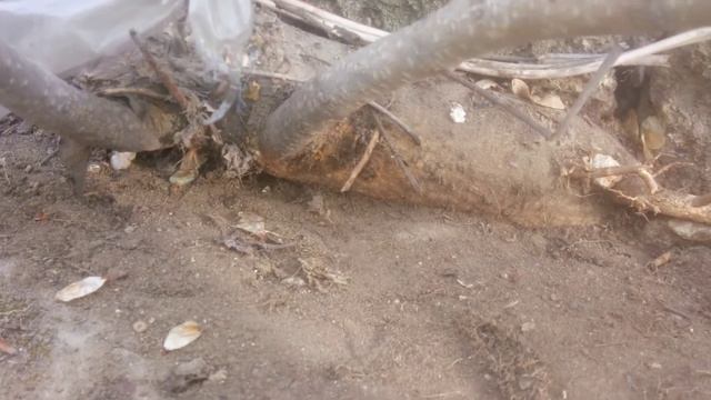 ВНИМАНИЕ!!! На двойном каменном заборе растет дерева смотреть онлайн