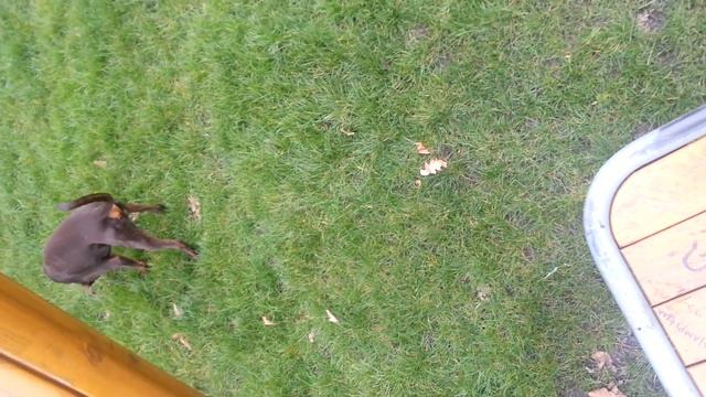 Simba the Doberman puppy смотреть онлайн
