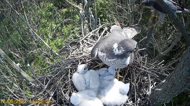 Ястреб-перепелятник: самка ругается на самца/The sparrowhawk female and male. смотреть онлайн