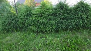 Живая изгородь из ели обыкновенной.