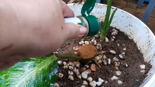 How to Propagate Topic Marianne Dieffenbachia смотреть онлайн