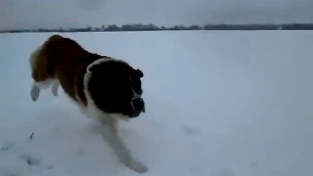 Московская Сторожевая АМУР. 2,5 года. питомник КОРОЛЕВСКИЙ СТРАЖ +380637272160 смотреть онлайн