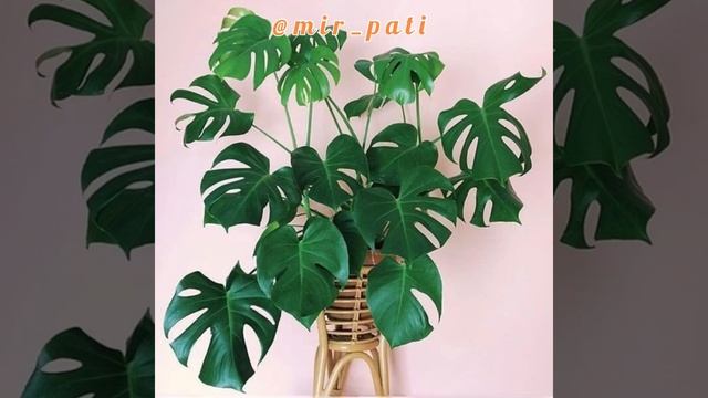 МОНСТЕРА МОЖНО ЛИ ДЕРЖАТЬ В ДОМЕ? смотреть онлайн