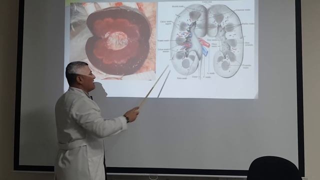 Мочевыделительная система. Почки. Нефрон. Часть 1 / Urinary system part 1 смотреть онлайн