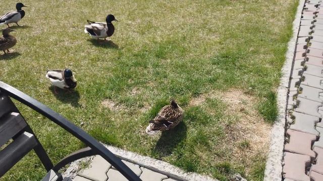 Утки и селезни в новом городском парке 400-летия Красноярска смотреть онлайн