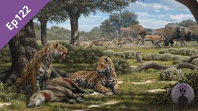 Episode 122: Dietary Ecology of Smilodon fatalis pt2 смотреть онлайн