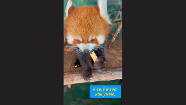 Красная Панда в доме. / Red Panda in the house. смотреть онлайн