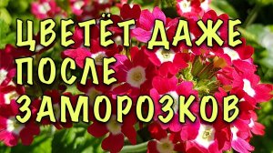 ВЗОЙДЁТ и НЕ ПОГИБНЕТ! Вырастить ВЕРБЕНУ из СЕМЯН ЛЕГКО!ВАЖНЫЕ ХИТРОСТИ и ОШИБКИ