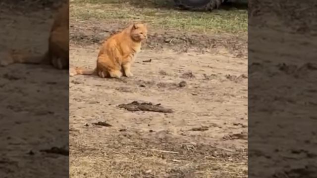 кошки мышки смотреть онлайн