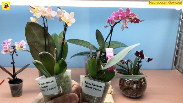 Я ждал ЭТУ орхидею 2 МЕСЯЦА! Это очень РЕДКИЙ и КРАСИВЫЙ сорт смотреть онлайн