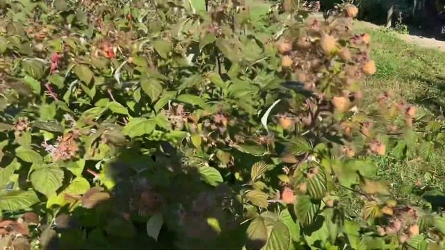 Ремонтантная малина Полка (Полана) и Геракл. Сравнение сортов / Polka (Polana)&Hercules Raspberry