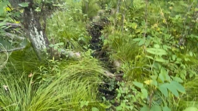 2021 Swamp Food Plot - Game Plan, Maintenance & Making Trails смотреть онлайн