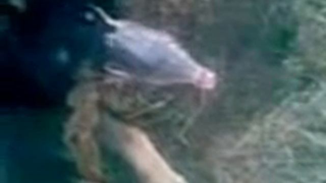 Собачий намордник очумелые ручки.)))) смотреть онлайн