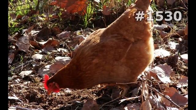 #1530. Куры и петухи (В мире животных) смотреть онлайн