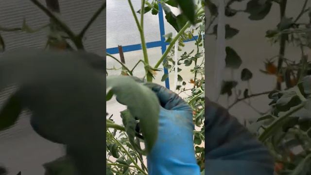 Томат "Розе" от Семко смотреть онлайн