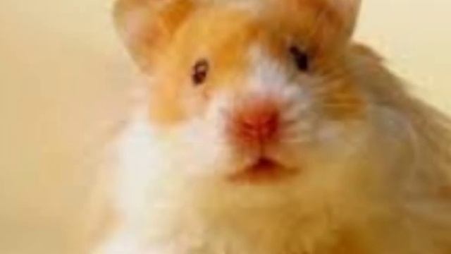 ?КАК НАЗВАТЬ ХОМЯКА??||?КАК ВЫБРАТЬ ИМЯ??|| ЛУЧШИЙ ВАРИАНТ?/ HAMUSYA LIFE смотреть онлайн