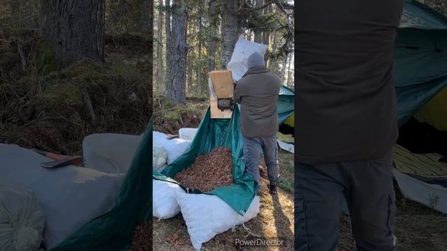 Ручная переработка кедровой шишки #кедр #орех #алтай #природаалтая #природароссии #природарядом смотреть онлайн