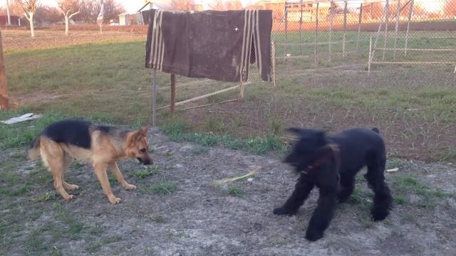 Ризеншнауцер vs овчарка )) смотреть онлайн