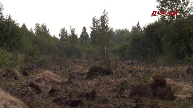 Своя охота. Охота на лося на реву в Рязанской области. смотреть онлайн
