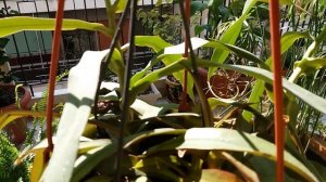 Непентес(Nepenthes) растение- хищник. Почему не растут кувшинчики?