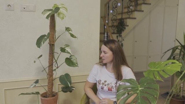 №76. Монстера Альба. От чего зависит вариегатность? Когда начинают разрезаться листья? смотреть онлайн