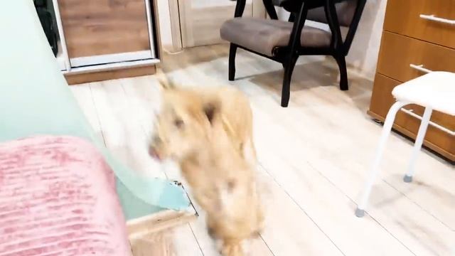 Львице Симбе ПОМОГАЕТ ЛЕЧЕНИЕ! Она стала лучше спать и пытаться РАДОВАТЬСЯ ЖИЗНИ! смотреть онлайн