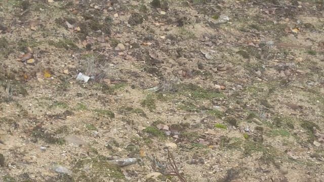 ГСВГ. Ютербогский полигон.Тыльная сторона танковой и БМП директрисы ЮУЦ 11.11.2023 смотреть онлайн