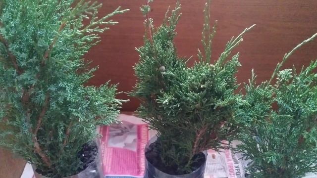 Солянка с грибами смотреть онлайн
