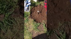 Посадка гортензии ОКС