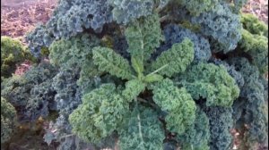 ?КУДРЯВАЯ КРАСАВИЦА КАПУСТА КАЛЕ