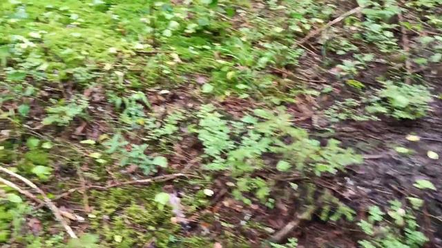 Дороги муравьев в лесу и их муравейник. смотреть онлайн