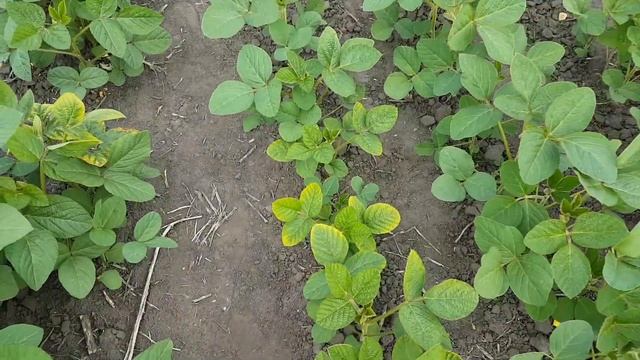 Так куди ж класти добриво при посіві: в рядок з насінням чи з боку? смотреть онлайн