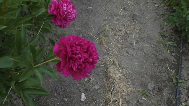 пион PAUL M.WILD