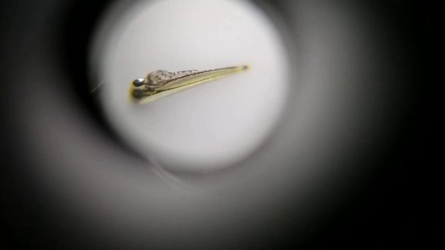 Мальки эритромикрона и красного неона под микроскопом (fry of erythromicron and red neon ) смотреть онлайн