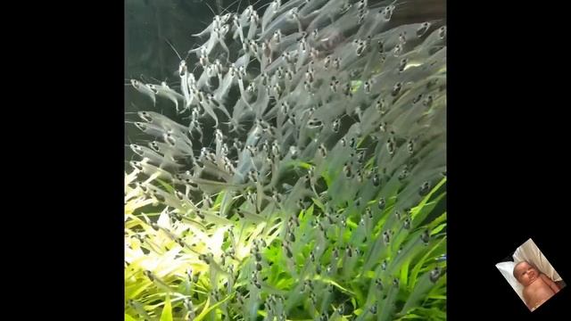 Underwater Zoo the Dubai Mall (подводный зоопарк в Дубай Молл) смотреть онлайн