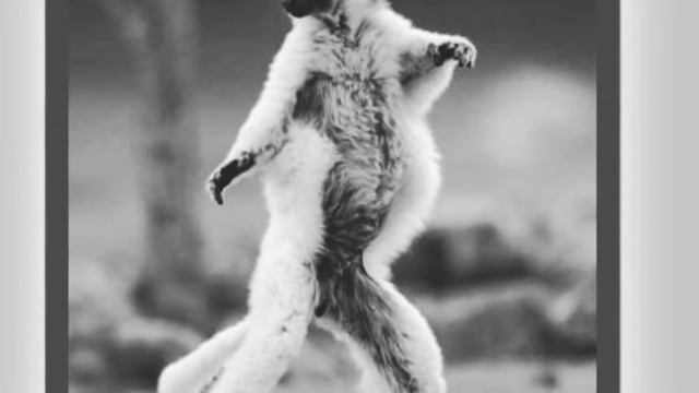 Мимимишки wonder смотреть онлайн